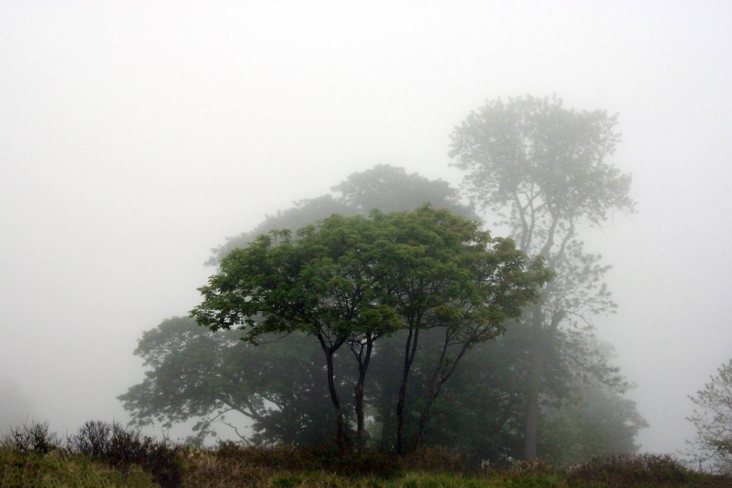 Foggy Tree by Lindsay Pettinicchi