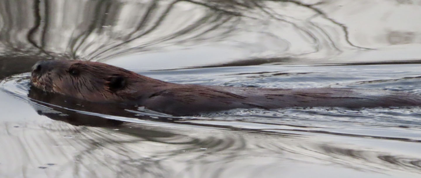 Beaver Swimming cropped by Renee Smith PODwinter2023 copy